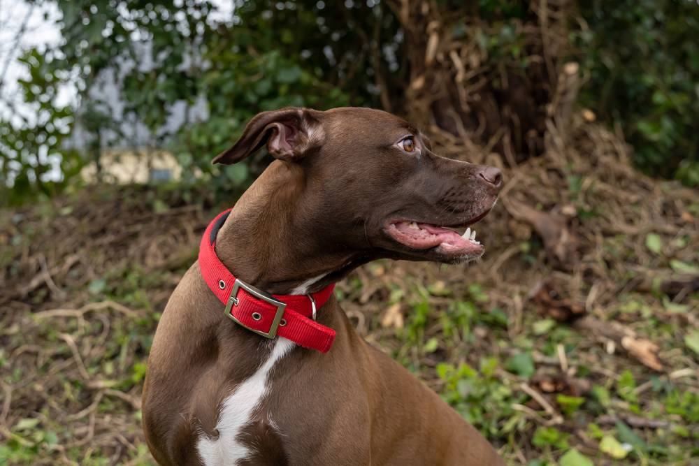 Collier chien à Pont-l'Abbé