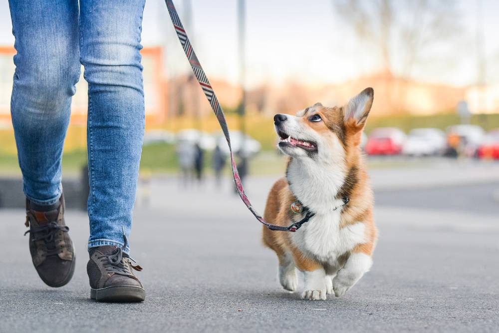 Laisse chien à Pont-l'Abbé