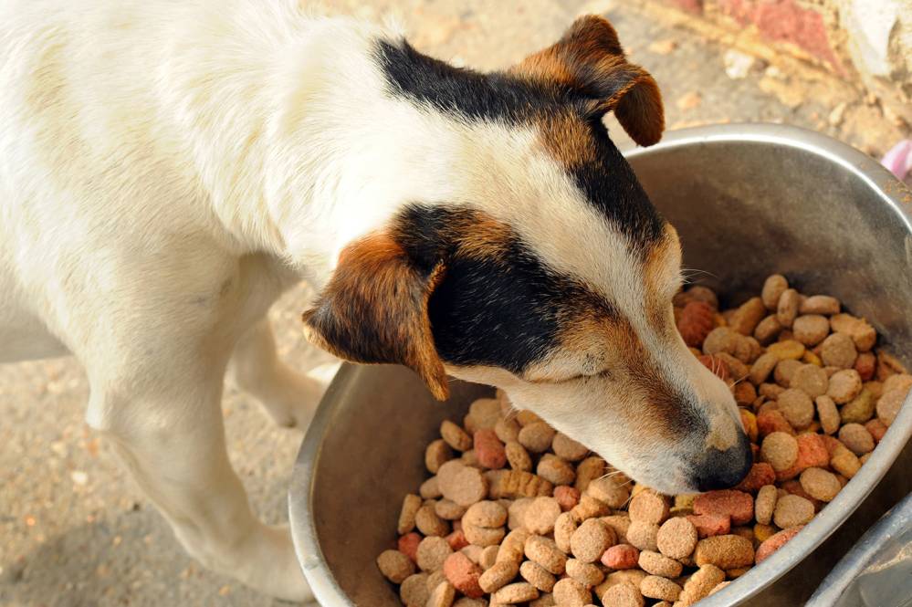 Croquette pour chien eukanuba à Pont-l'Abbé