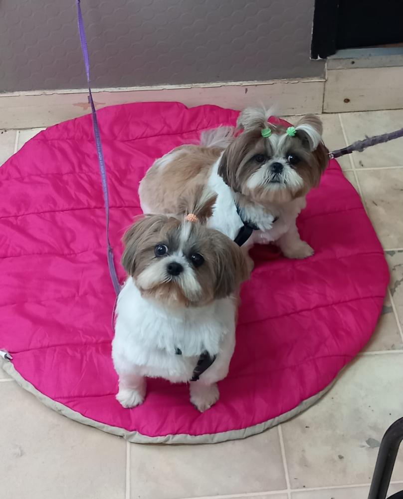 légance Canine - toilettage chiens