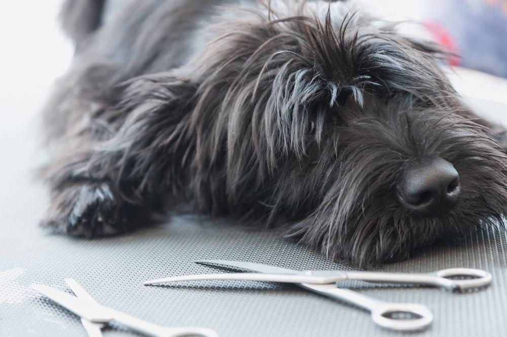 Des soins de toilettage adaptés à chaque chien