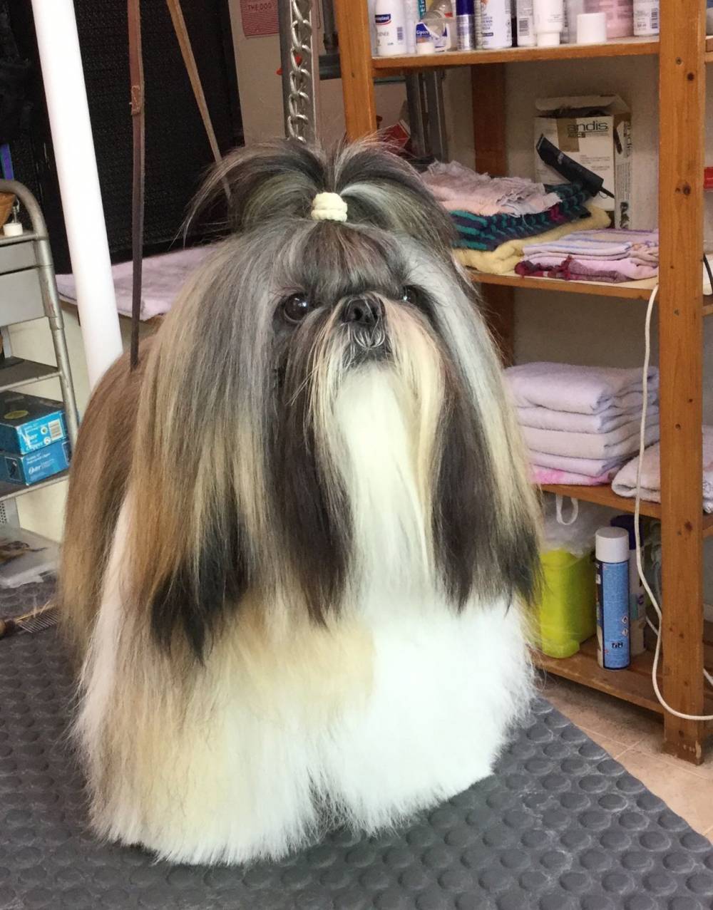 légance canine-9