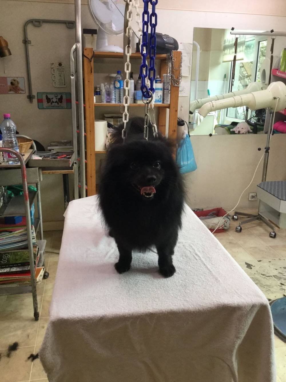 légance canine-10