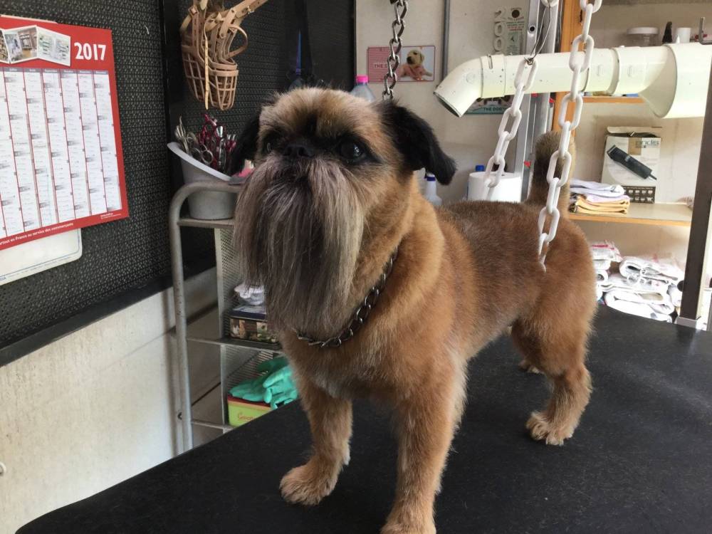légance canine-17