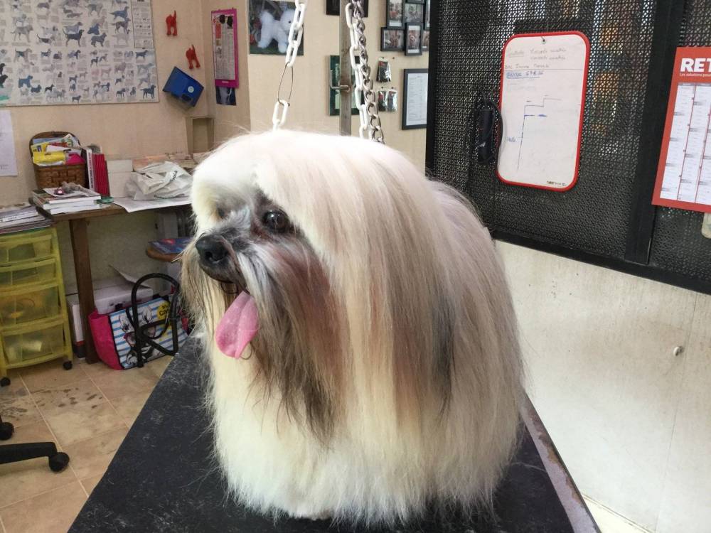 légance canine-1